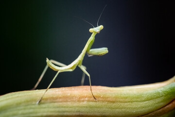 Praying Mantis