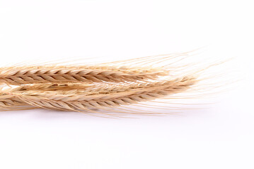 Close up wheat ears on white background.