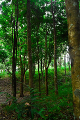 trees in the middle of tropical Asian forests, precisely in the Indonesian forests which are still dense and green with cool natural nuances