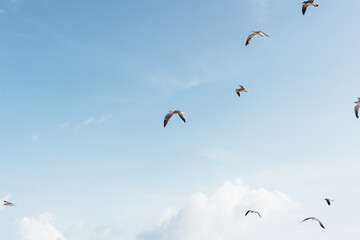 seagulls flying in a blue cloudy sky in the mexican caribbean