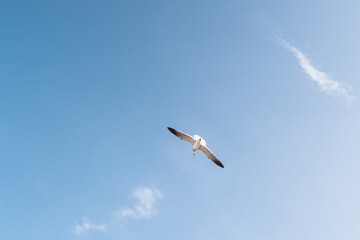 bottom view of a seagull flying in a blue sky in the mexican caribbean
