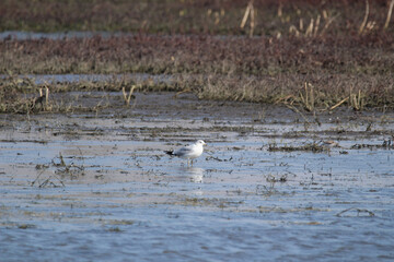 Gull in the Marsh