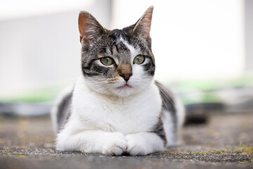 Katze liegt entspannt auf dem Boden