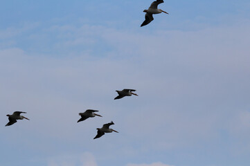 Pelicans in Formation