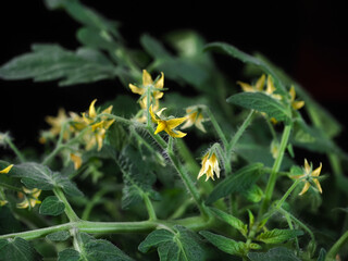 Blossom yellow flowers tomatoes plant