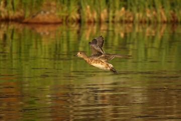 Fototapeta premium Eurasian wigeon or European wigeon (Mareca penelope) female flying above the water.