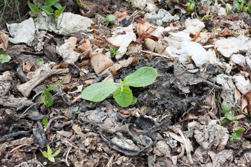 young plant growing on a compost heap of rotting kitchen scraps with fruit and vegetable garbage...