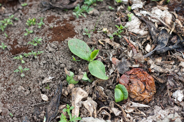 young plant growing on a compost heap of rotting kitchen scraps with fruit and vegetable garbage...