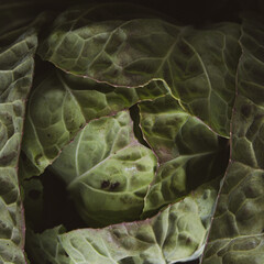 cabbage