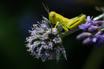 Grasshopper