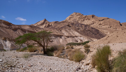 Colorful landscape of a mountain region in Negev desert. Panoramic view of orange sandy hills and mountain folds with green acacias growing in a dry wadi. The harsh beauty of the desert. 