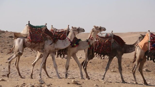camel caravan goes through the desert