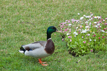 Male mallard or wild duck on the grass, seen from its right side. Flowers next to it.