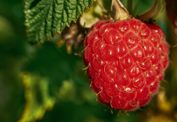 Raspberry berry close-up in the rays of the morning sun on a blurred background