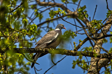 Pigeon sitting on a branch