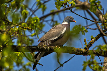 Pigeon sitting on a branch