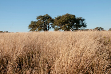 Calden forest landscape, Geoffraea decorticans plants, La Pampa province, Patagonia, Argentina.