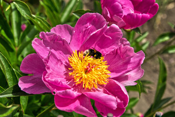 Bumblebee collects pollen on a peony
