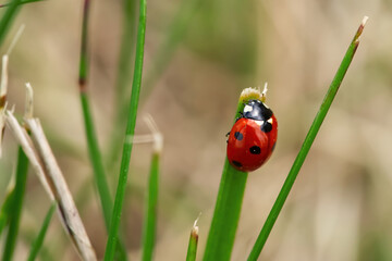 ladybugs on a blade of grass. close up Coccinellidae. macro