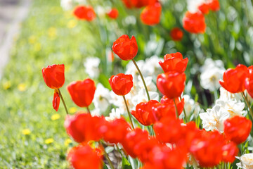 opened red tulips and white daffodils grow on a flower bed in spring on a sunny day.