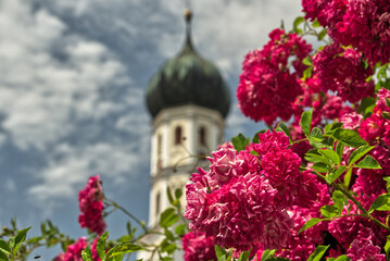 Fototapeta na wymiar Beautiful red peonies with church tower as background