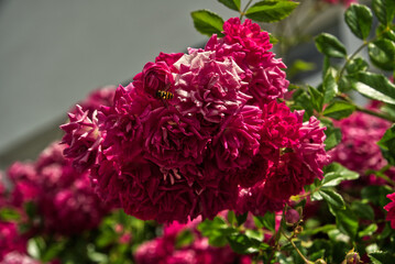 Beautiful red peonies with a hoverfly