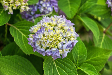 Fototapeta premium purple yellow peasant hydrangea with green background 