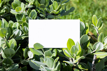 Flat card on olive leaves outside for web background design. White isolated background. Abstract landscape background. Happy holiday. Web banner template. Natural beauty.