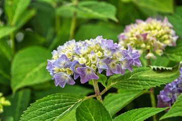 purple yellow peasant hydrangea with green background 