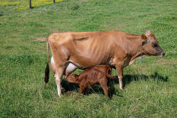 Naklejka na ściany i meble Dairy cow with one day old calf in morning sun. Dairy cattle also called dairy cows are cattle bred for the ability to produce large quantities of milk, from which dairy products are made. 