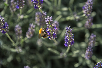 Bumblebee collects pollen on lavender