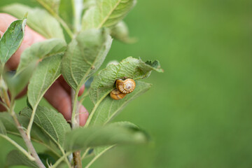 Snails on the leaves of fruit trees. Pest control in the garden, copy space, selective focus