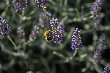 Bumblebee collects pollen on lavender