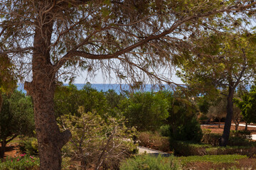 View of the sea and the garden from the terrace through the branches of a pine tree on the island of Crete in Greece.