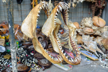 Real jaws and teeth of a shark Asian souvenir street shop. High quality photo