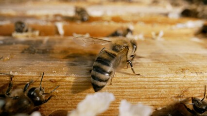 Bee eating honey from a honeycomb. Close up of honey bee on honeycomb frame outdoors in an apiary....