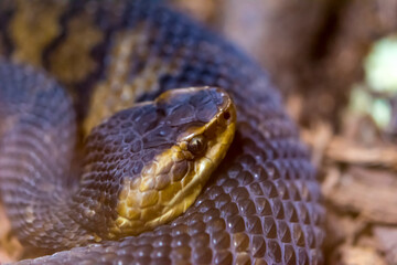close up of a snake