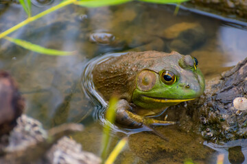 frog in the water