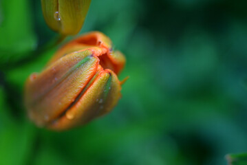 Оранжевый бутон цветка на размытом зеленом природном фоне.