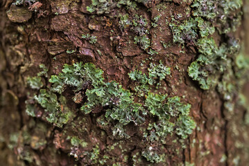 natural background tree bark and plants