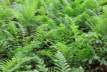 Natural abstract natural green background of fern leaves
