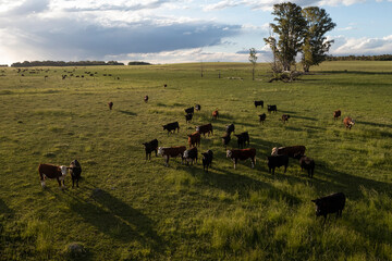 Fototapeta na wymiar Aerial view of a troop of steers for export, cattle raised with natural pastures in the Argentine countryside.