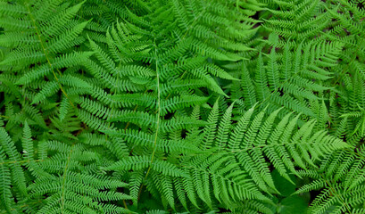 Natural abstract natural green background of fern leaves