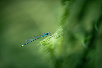 blue dragonfly on a green leaf