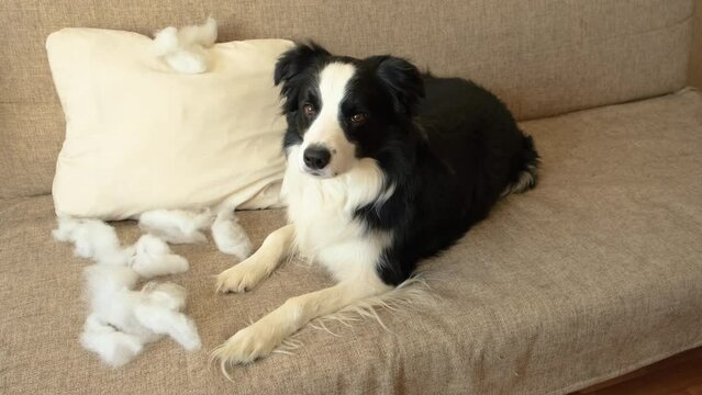 Naughty playful puppy dog border collie after mischief biting pillow lying on couch at home. Guilty dog and destroyed living room. Damage messy home and puppy with funny guilty look