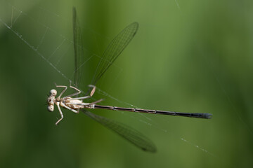 Close-up of a Feather Dragonfly (Platycnemis pennipes) trapped in a spider web against a green background and unable to escape.