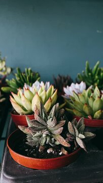 Succlent, A bunch of Succulents, Plants at the market, Gardening, Plants for gardening 