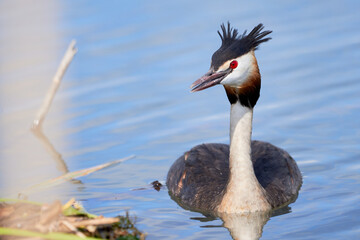 Great crested grebe bird near the nest( Podiceps cristatus )