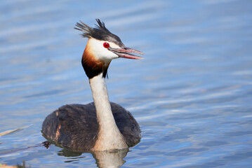 Great crested grebe bird near the nest( Podiceps cristatus )