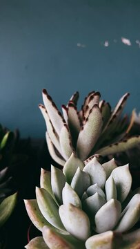 Succulents In A Market, Gardening, Plants For Sale, Cute little Plants